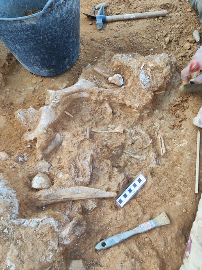 Diferentes fósiles excavados en el año 2025 en el yacimiento de La Puebla de Valverde (Teruel).