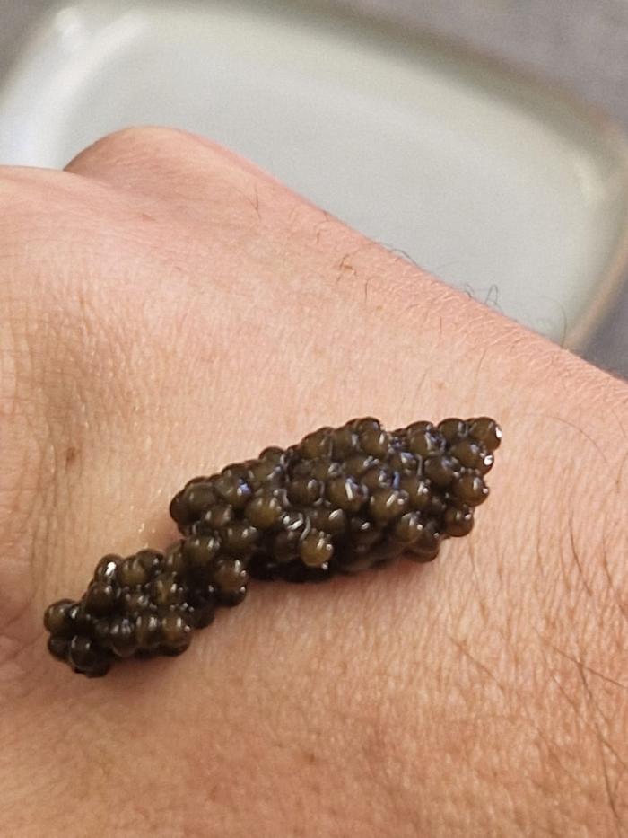 a instalación produce ocho toneladas de caviar de máxima calidad al año, exporta a 50 países.