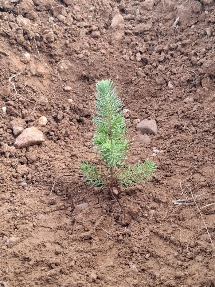 Unos de los pinos plantados en el MUP nº 541 “El Oro, Cañada Elipe, El Losal y Los Olmos”. Autor Marco Lorenzo