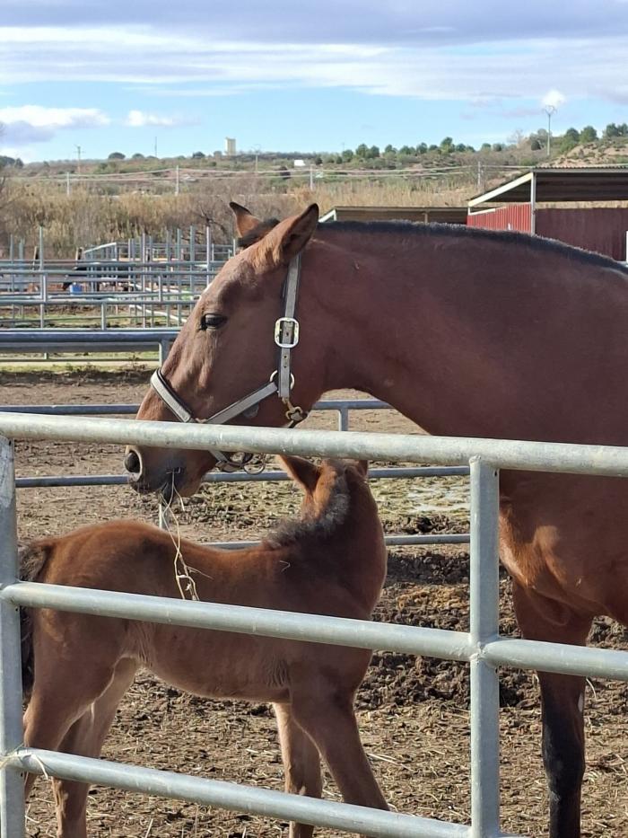Aragón cuenta con más de 11.000 explotaciones equinas activas, con una implantación equilibrada en las tres provincias.