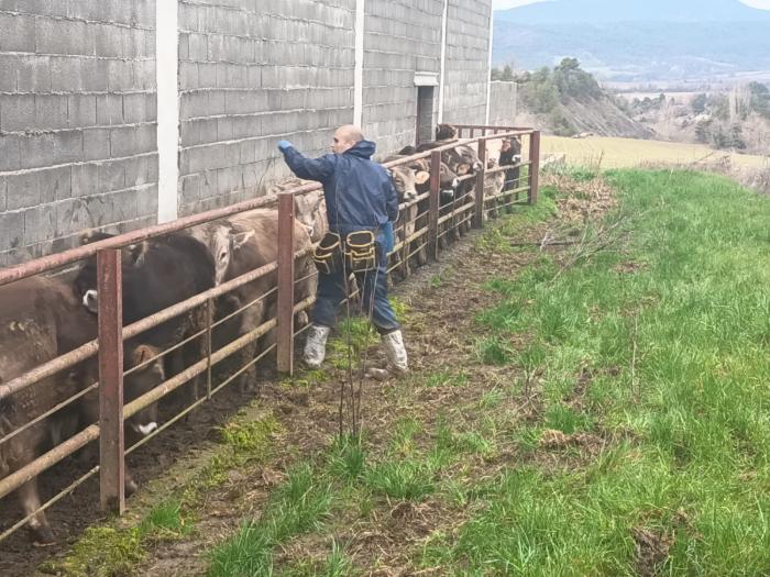 La inmunización de DNC en Tamarite de Litera, Graus y Castejón de Sos alcanza el 90% de la cabaña.