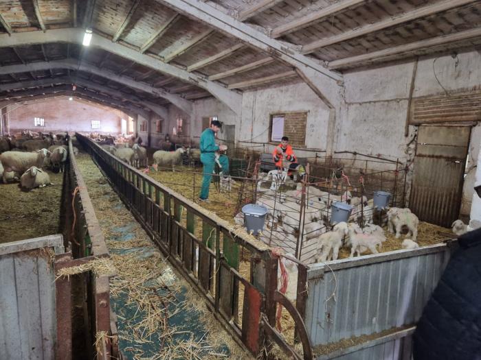 La ganadería cuenta con alrededor de 1.000 cabezas, tanto de aptitud cárnica como lechera.