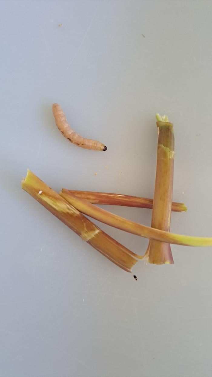 una oruga de Sesamia nonagrioides, taladro del maíz, que también se come plantas de teosinte