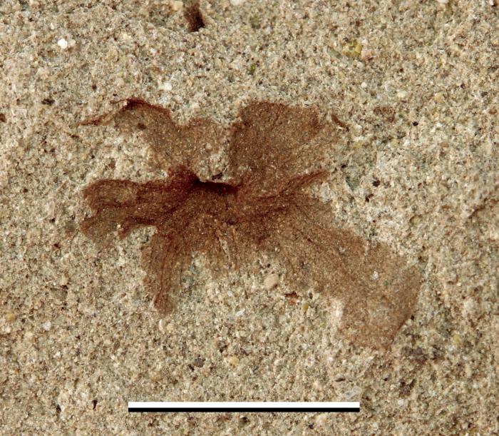 Patagoflora minima, ejemplar de una de las pequeñas flores estudiadas. Barra de escala 5 mm