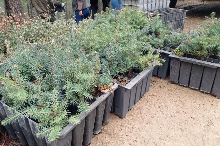 La planta procede de tres zonas de Andalucía.