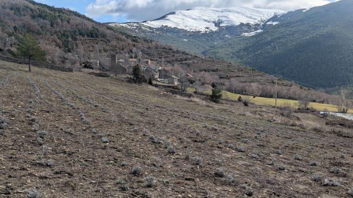 Campo de cultivo de plantas aromáticas