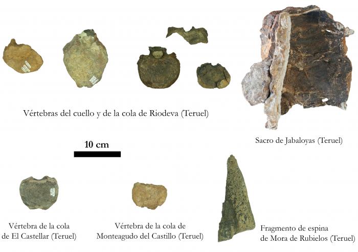 Algunos de los fósiles de estegosaurios estudiados procedentes de la provincia de Teruel (Aragón, España).