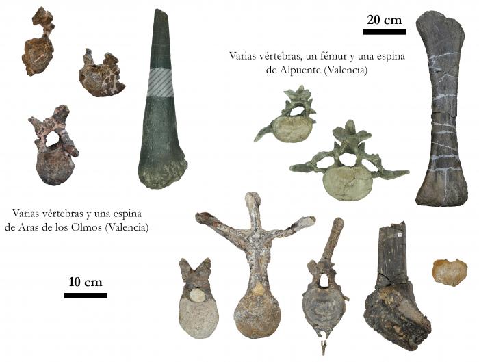 Algunos de los fósiles de estegosaurios estudiados procedentes de la provincia de Valencia (Comunidad Valenciana, España).