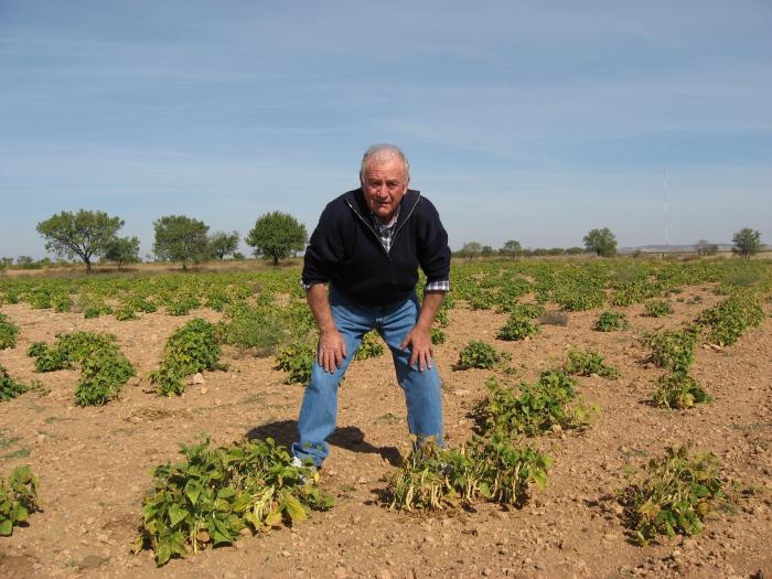 Prospección de cultivo de secano de Judía Blanca de Muniesa en Teruel