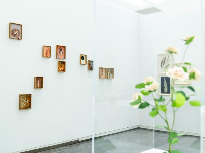 Exposición 'Ellas ilustran botánica' en el CDAN.