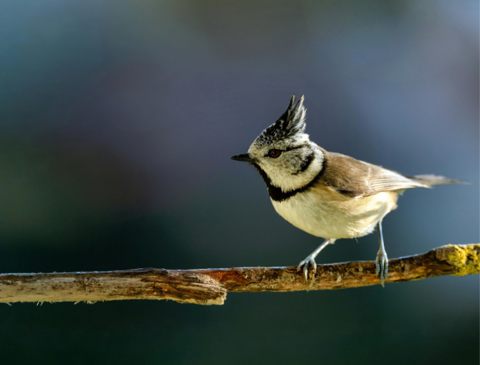 El herrerillo capuchino es una especie de ave paseriforme común en Aragón
