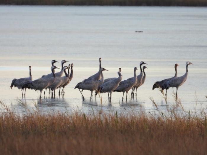 Grullas en la Reserva Natural Dirigida de la Laguna de Gallocanta