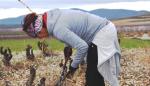 En 2018 se superarán los 1.000 empleos creados para jóvenes agricultores en el medio rural