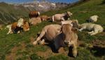 El congreso versa este año sobre cambio climático y sostenibilidad de la producción animal.