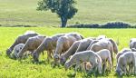 Gobierno de Aragón, ayudas agroambientales, Producción Agraria