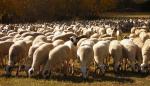 Innovación técnica, conservación y mejora de las razas ovinas y bovinas de Teruel