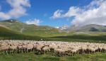 El Centenario de Ordesa y Monte Perdido homenajea a los pastores y ganaderos en la tradicional entrada del ganado al Parque Nacional por el puerto de Fanlo