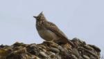 Los centros de interpretación de la Red Natural de Aragón celebran el Día Mundial de las Aves este fin de semana