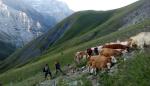 Una mesa sobre “Ganadería extensiva y el paisaje de montaña” cierra el Foro del Centenario de Ordesa y Monte Perdido