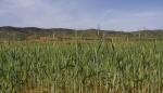 El Gobierno de Aragón mejora el acceso a los seguros agrarios de los agricultores jóvenes