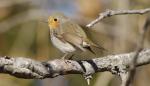 Los centros de la Red Natural de Aragón celebran el Día Mundial de las Aves