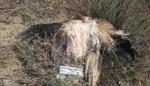 Grave caso de envenenamiento de fauna amenazada en Torralba de Aragón