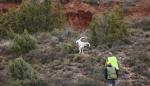 El Plan General de Caza de Aragón para la presente temporada incluye novedades destinadas a prevenir daños agrícolas, sanitarios o medioambientales