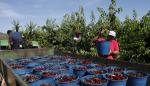 El 15 de octubre finaliza el plazo para renunciar al régimen simplificado de pequeños agricultores