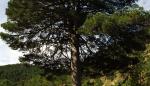 Escolares y Agentes de Protección de la Naturaleza celebran en Día del Árbol en Almonacid de la Sierra