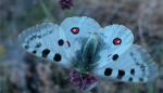 El Gobierno de Aragón busca implicar a los visitantes de los Espacios Naturales Protegidos  en  una campaña de avistamiento de la mariposa apolo 