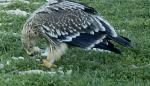 Localizado un ejemplar de águila imperial oriental en la provincia de Huesca