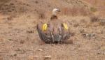 Envenenamientos de fauna silvestre en Torrente de Cinca