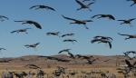 El Patronato de la Reserva Natural de la Laguna de Gallocanta aborda las ayudas agroambientales y su primer Plan de Conservación