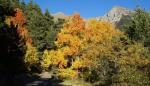 Los colores otoñales llegan a los bosques aragoneses