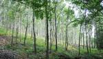 Gobierno de Aragón y Fundación La Caixa invierten en la mejora de los robledales del Moncayo