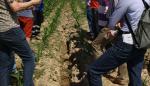 Más de un centenar de agricultores han visitado La Alfranca para conocer la viabilidad del riego por goteo en cultivos extensivos 