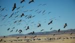 SARGA organiza rutas guiadas para observar la llegada de las grullas a la Reserva Natural de Gallocanta 