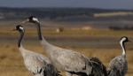 Rutas guiadas para observar las grullas en Gallocanta