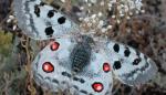 El Parque Nacional de Ordesa y Monte Perdido pone en marcha una campaña entre los visitantes para colaborar en la recogida de datos de la mariposa apolo