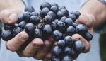El proyecto europeo Grapevine ayudará a digitalizar el sector agroalimentario aragonés 