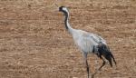 Más de 19.000 grullas descansan ya en la laguna de Gallocanta 