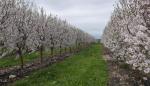 El CITA organiza la I Jornada técnica de Almendro Ecológico en Teruel