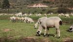 Identificada una variante génica en tres razas autóctonas de Teruel asociadas a la prolificidad 