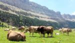 Investigadores del CITA participan en el 70 Congreso Anual de la Federación Europea de Ciencia Animal en Gante