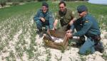 Liberado un halcón peregrino tras varias semanas de recuperación en La Alfranca