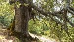 La protección de un árbol y una arboleda en Broto se someten a información pública