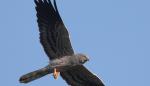 El Aguilucho cenizo vuela de nuevo por los cielos del Somontano