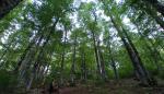 Paseos guiados a través de los sentidos y las emociones para celebrar el Día Internacional de los bosques