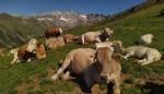 El CITA estará muy presente en el Congreso Anual de la Federación Europa de Ciencia Animal