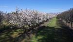 Campo de ensayo de almendros del CITA.